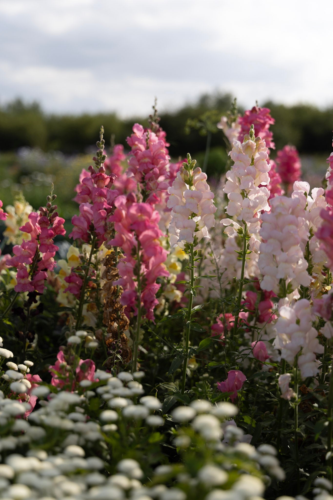 Löwenmäulchen im sommerlichen Blumenbeet – Bloomenwelt