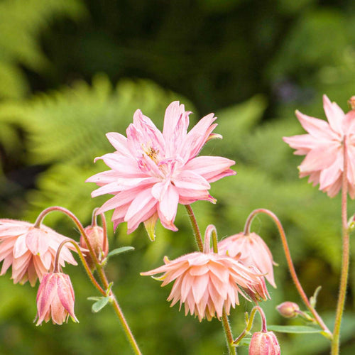 Akelei (Aquilegia) pflanzen & pflegen