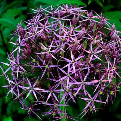 Besondere und seltene Blumenzwiebeln für Sammler
