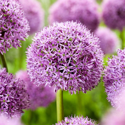 Allium-Sorten im Überblick: von Riesenkugeln bis Sternkugeln