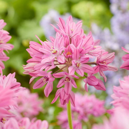 Kleine Allium für Steingarten und Topf