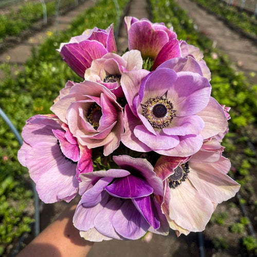 Balkonblumen, die den ganzen Sommer blühen