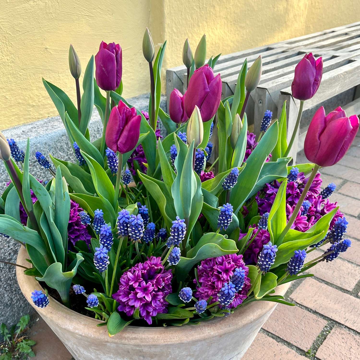 Blumenzwiebel-Kollektion Deep Purple mit Traubenhyazinthen, Hyazinthen und Tulpen in tiefen Violetttoenen