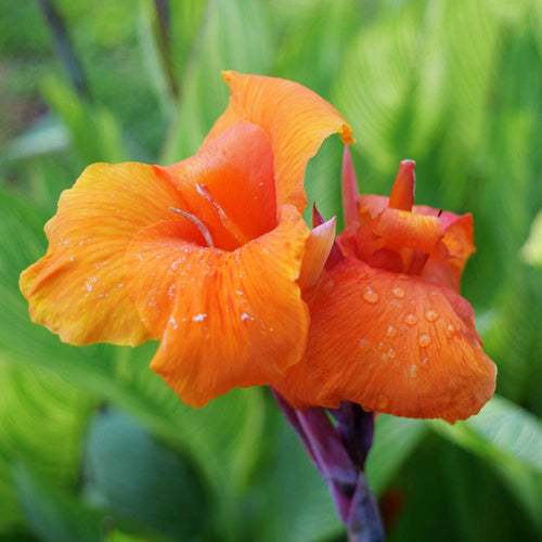 Canna (Blumenrohr) pflanzen & pflegen