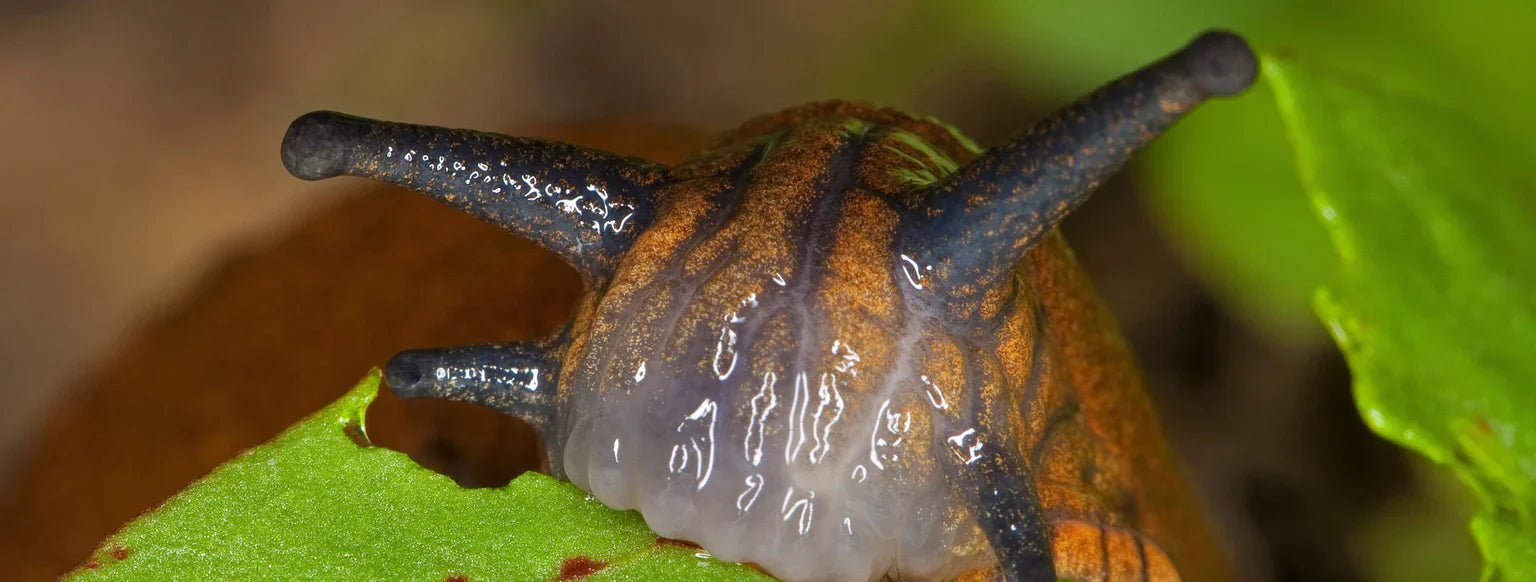 Diese 10 Pflanzen mögen Schnecken überhaupt nicht - Bloomenwelt