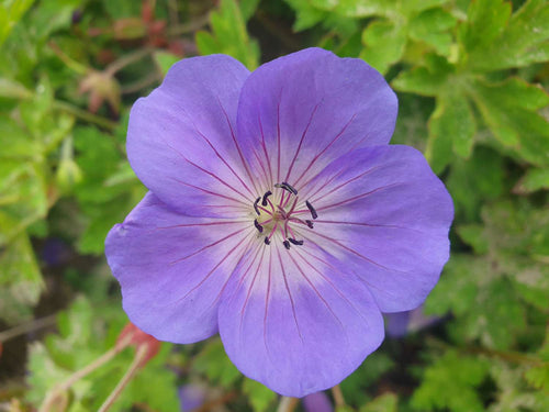 Storchschnabel (Geranium) pflanzen & pflegen