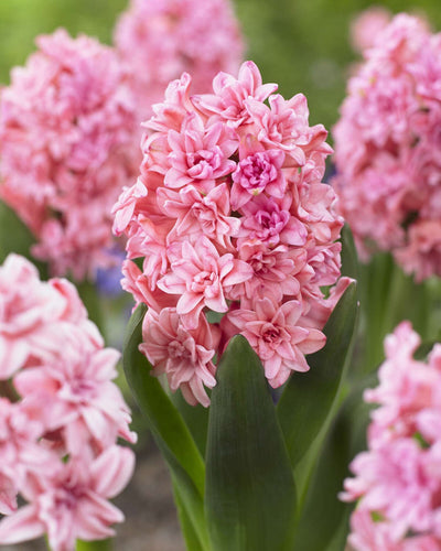 Duftende Blumenzwiebeln für Weg und Eingang