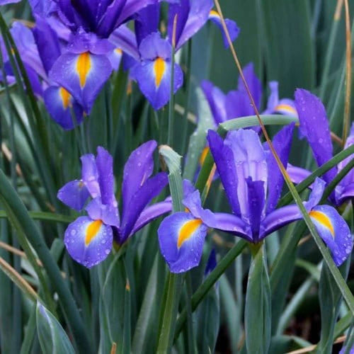 Iris: niedrige Reticulata und hohe Holländische Iris