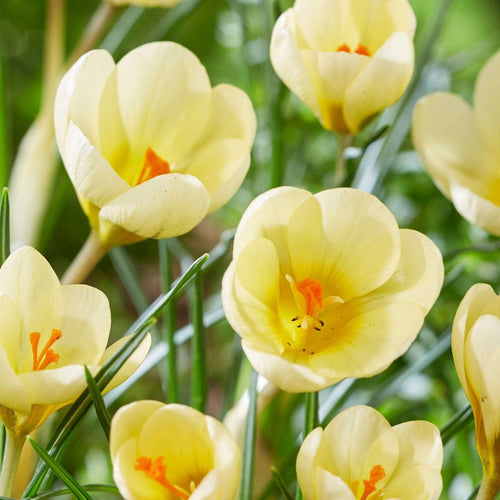 Krokusse im Rasen: so gelingt der Blütenteppich