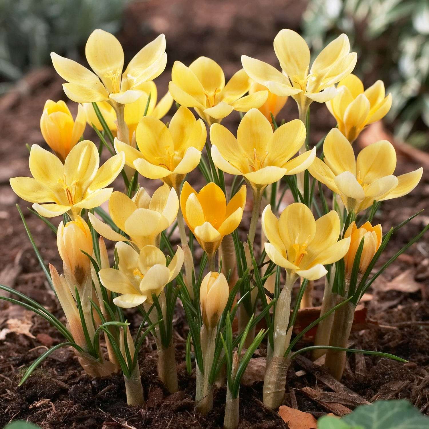 Krokus Romance mit buttergelben Blüten im Rasen