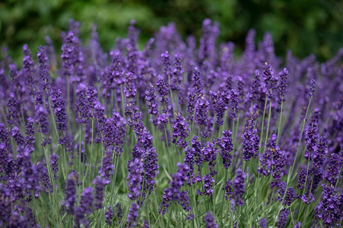 Lavendel pflanzen & pflegen
