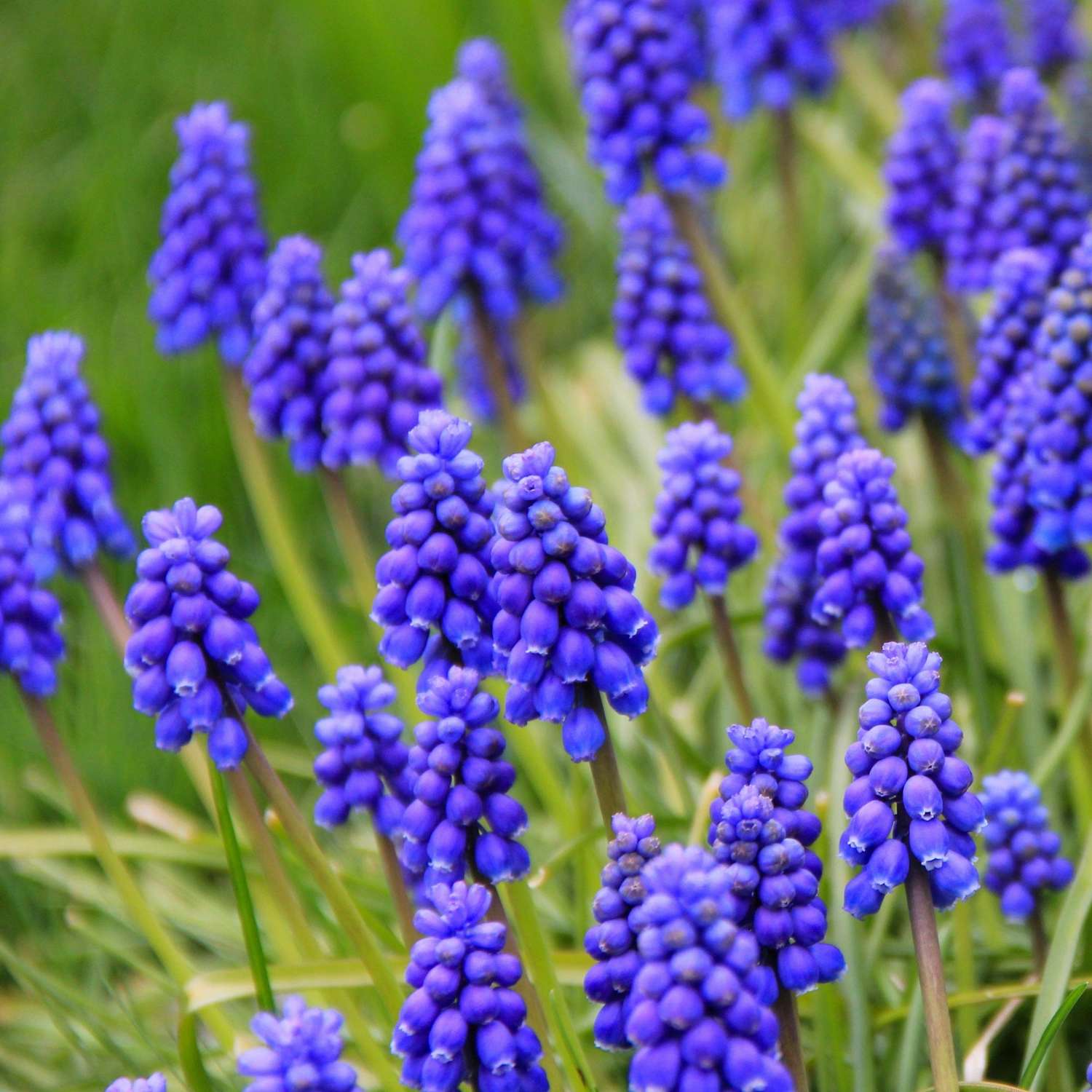 Traubenhyazinthe Armeniacum in leuchtendem Blau