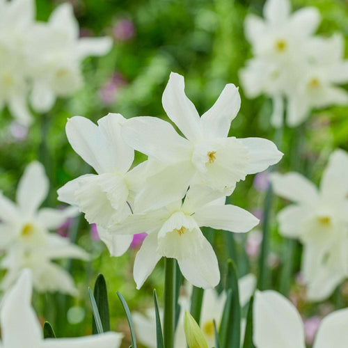 Kaninchensichere Blumen für den Garten
