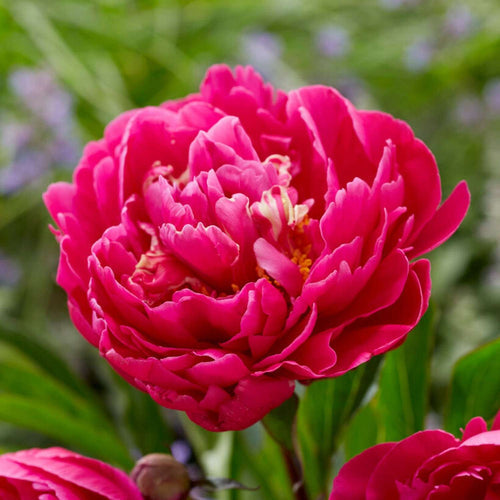 Pfingstrosen: die besten Sorten für Beet und Vase