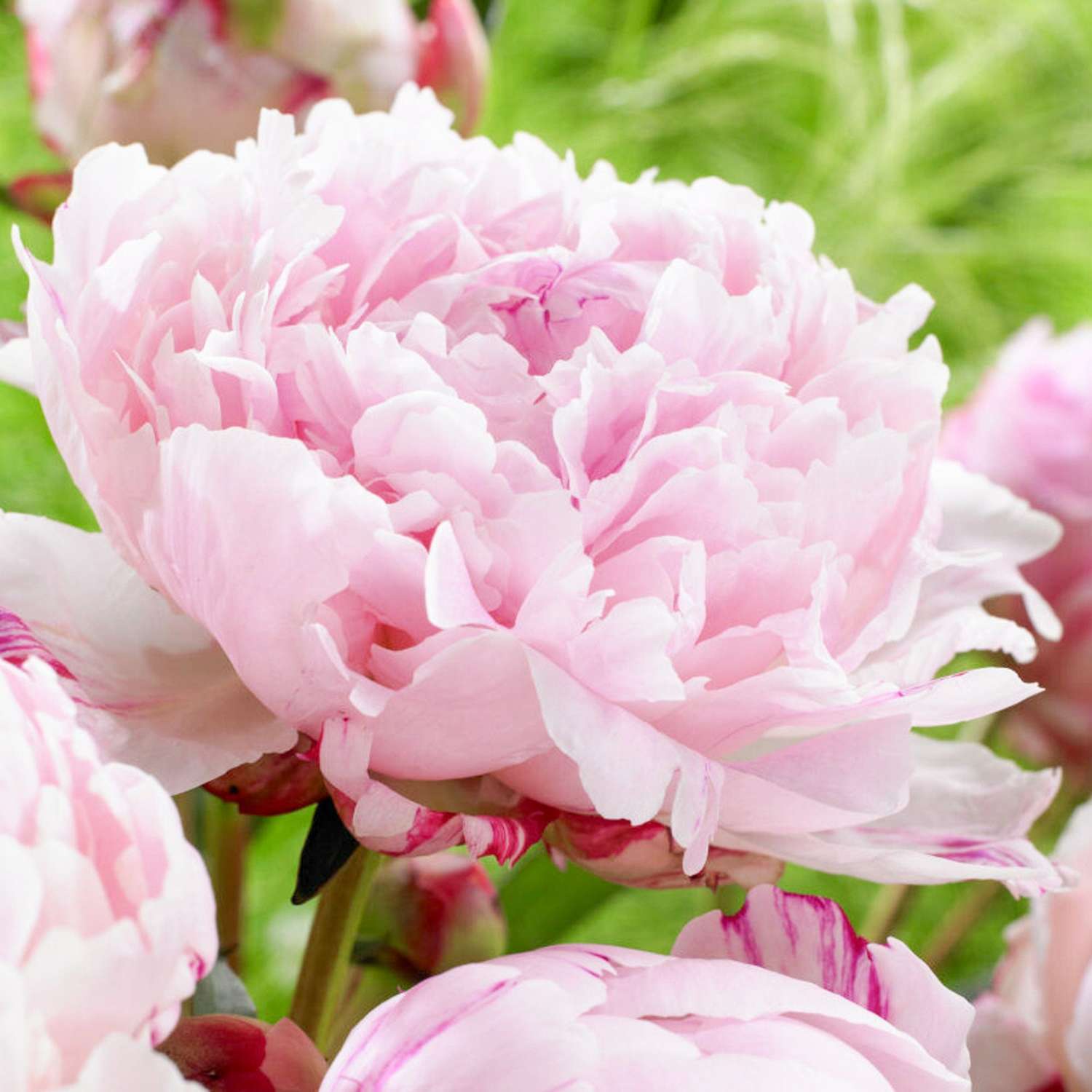 Pfingstrose 'Sarah Bernhardt' mit gefüllten rosa Blüten