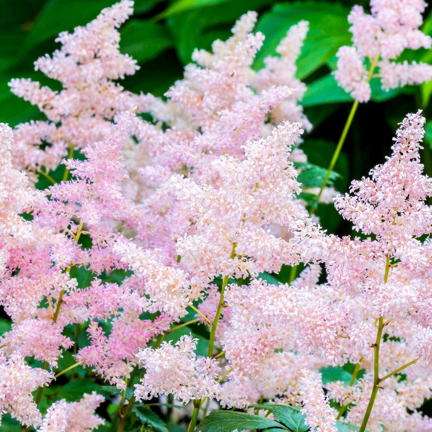 Astilbe mit zartrosa Blütenrispen