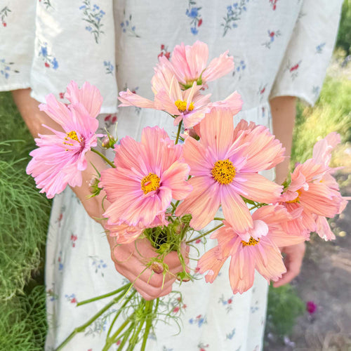 Schnittblumen zum Selbersäen