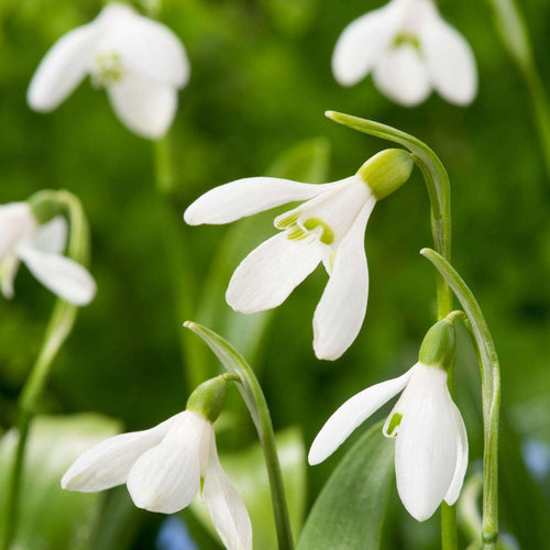 Blumen für den Wintergarten und die kalte Jahreszeit