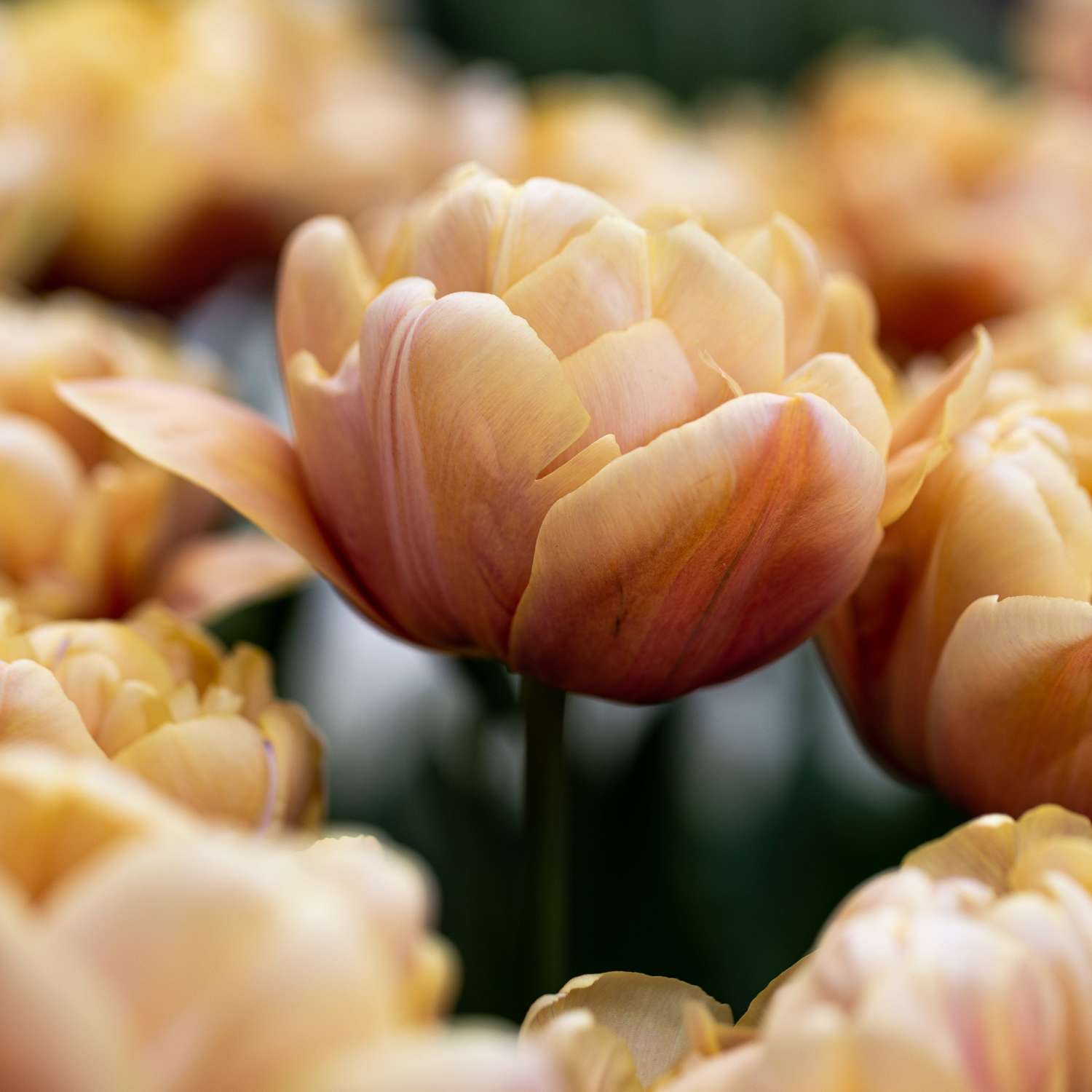 Tulpe La Belle Époque in Kupfer, Karamell und Rosé