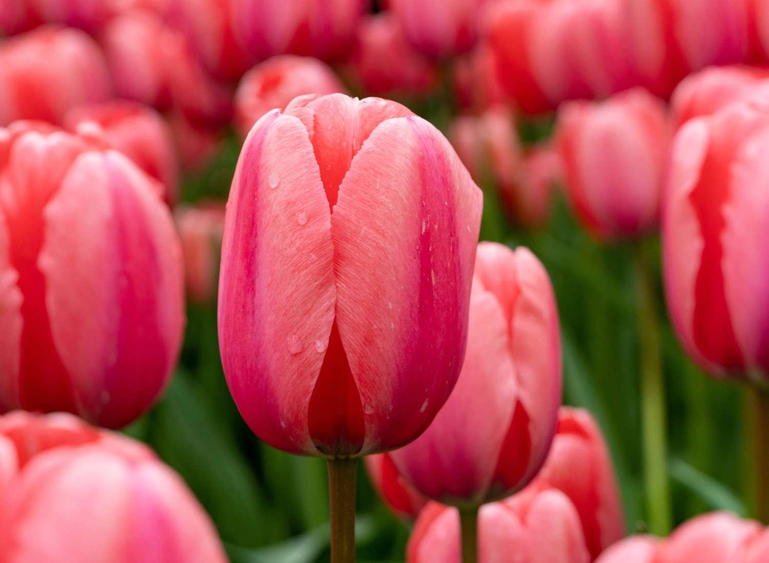 Tulpe Pink Impression in leuchtendem Rosa