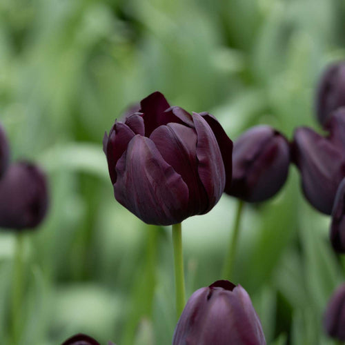 Schwarze und fast schwarze Blumen für dramatische Beete