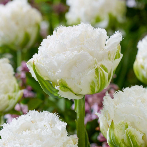 Der weiße Garten: die schönsten weißen Blumen