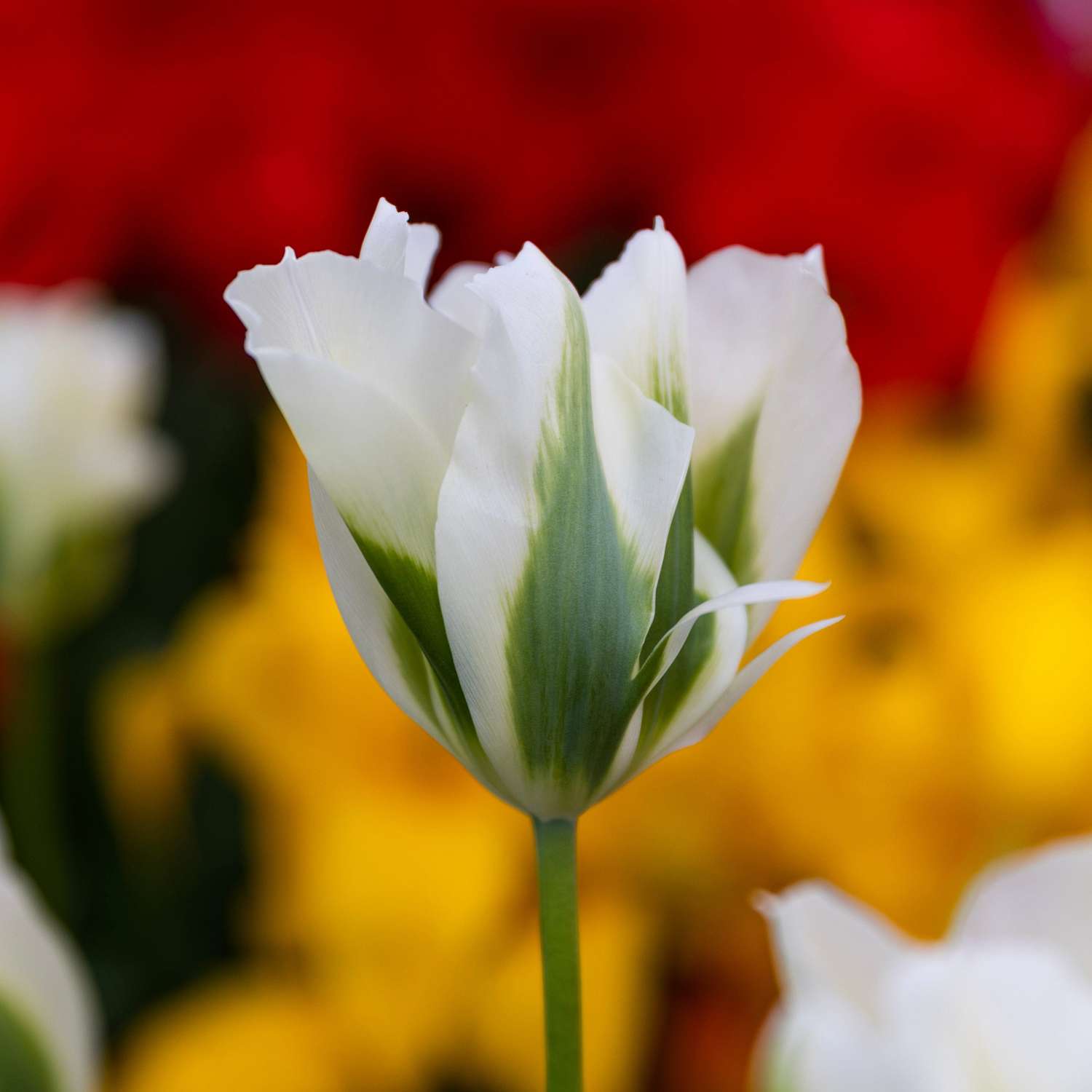 Tulpe Spring Green mit grünen Flammen auf elfenbeinweißen Blütenblättern