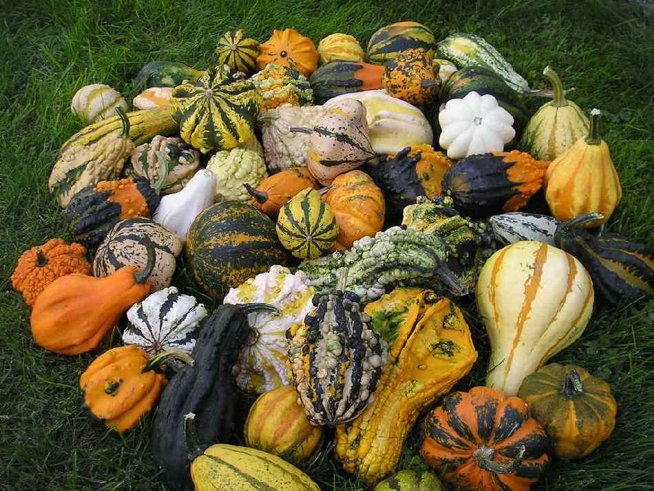 Kürbis