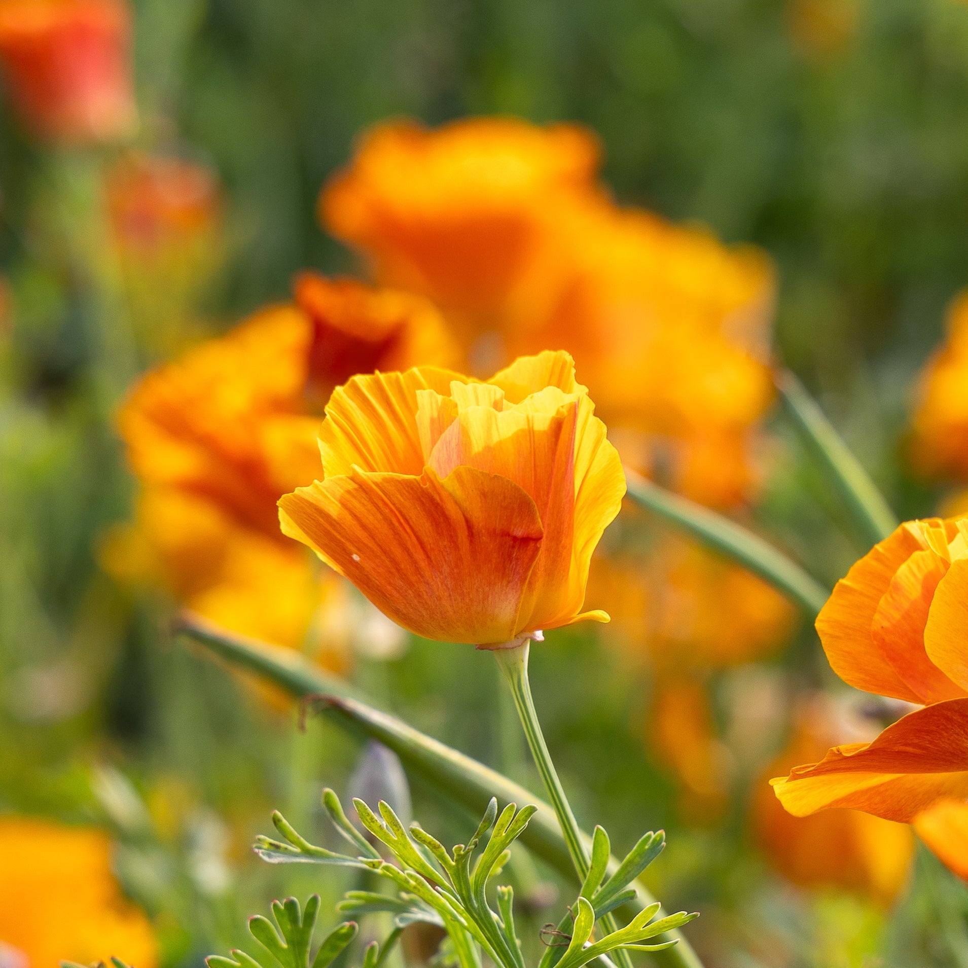 Mohnblumen