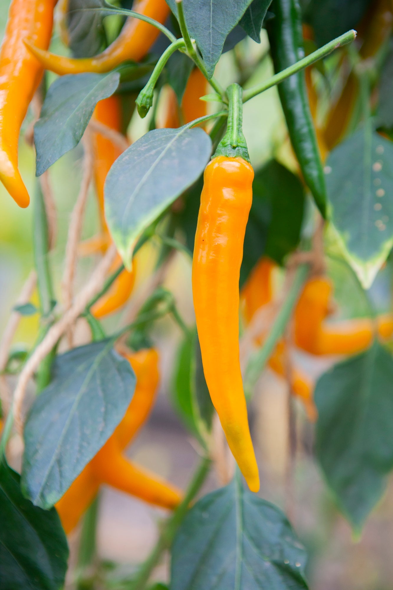 Chili