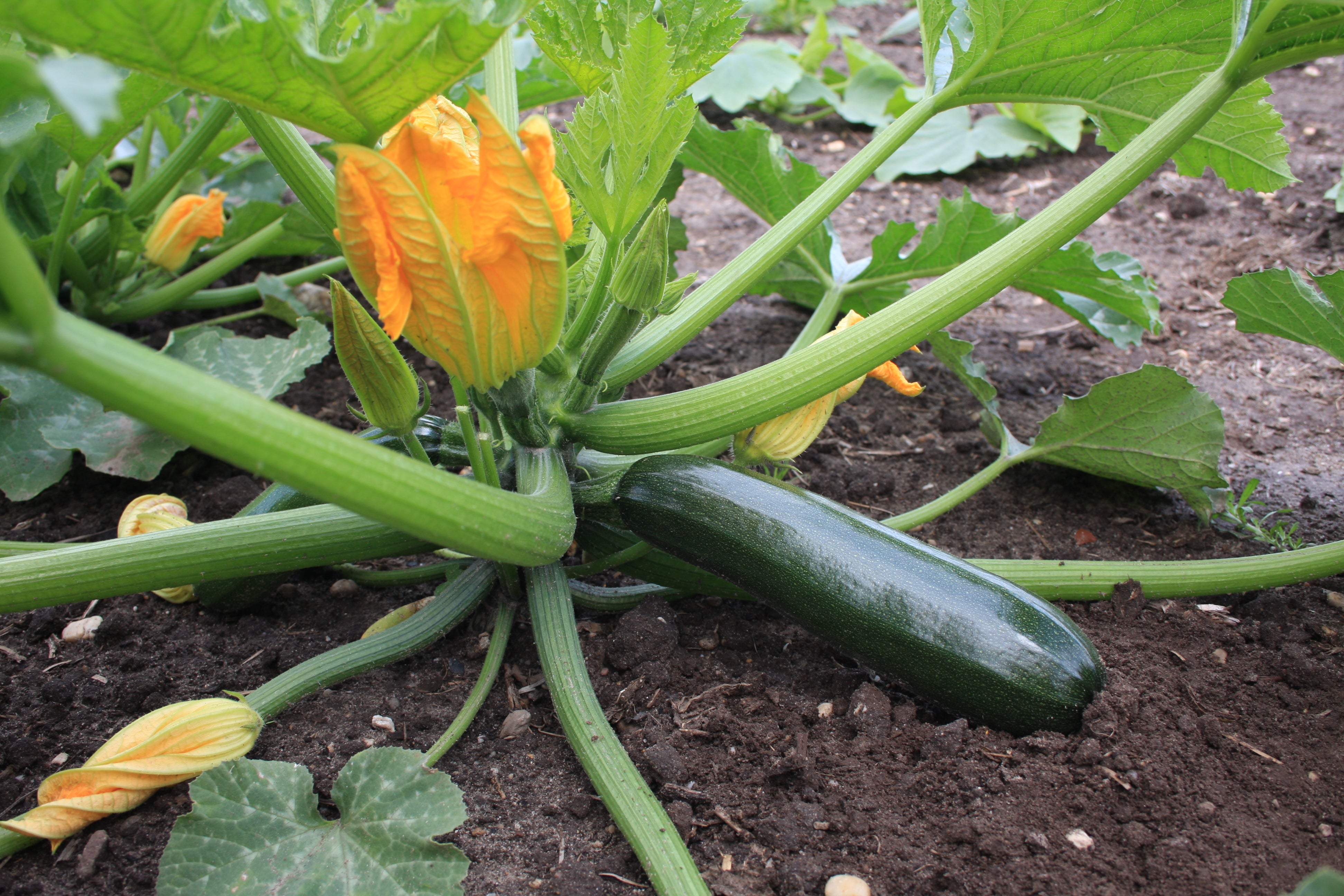 Zucchini & Courgette