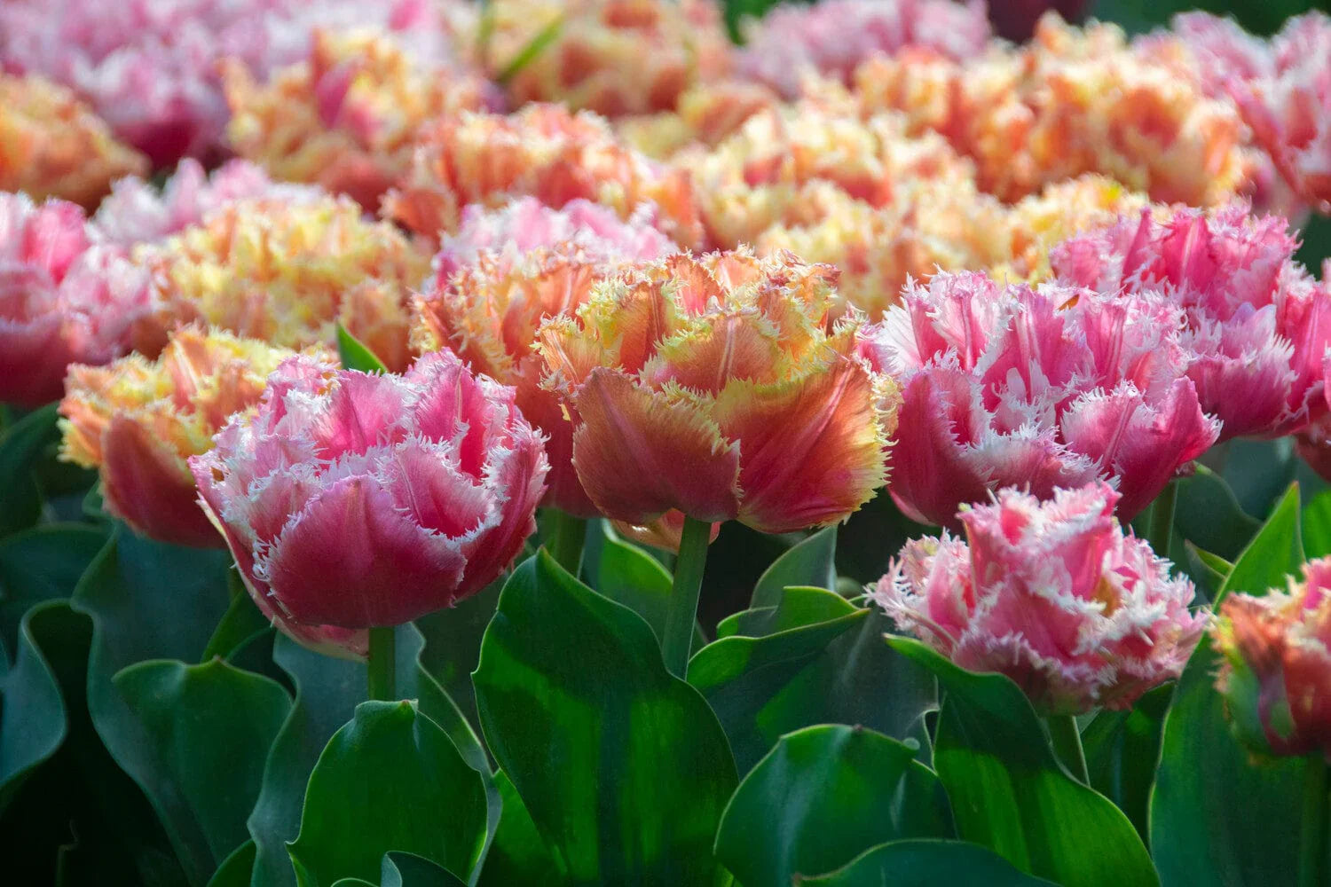 Crispa-Tulpen