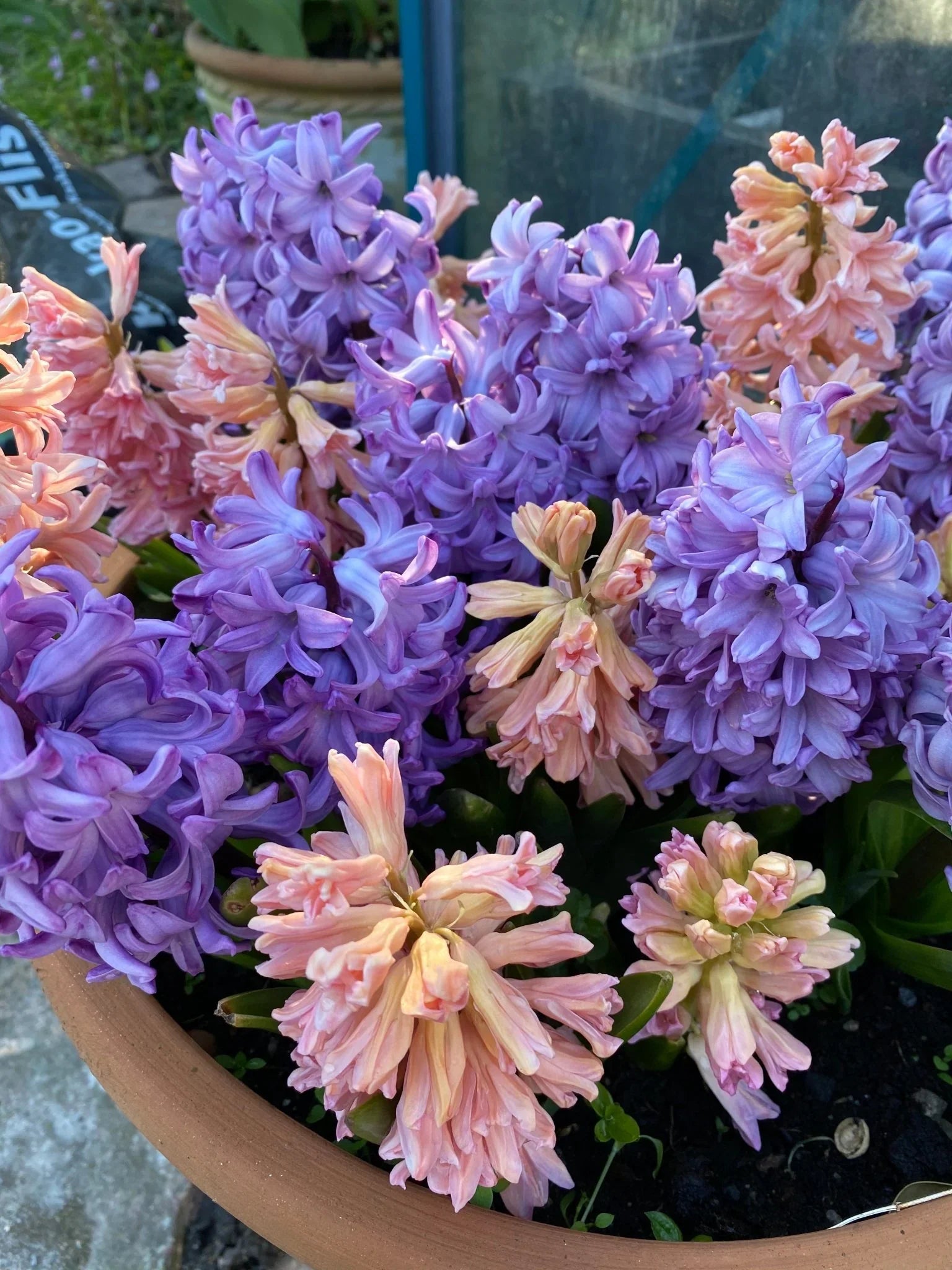 Hortensie