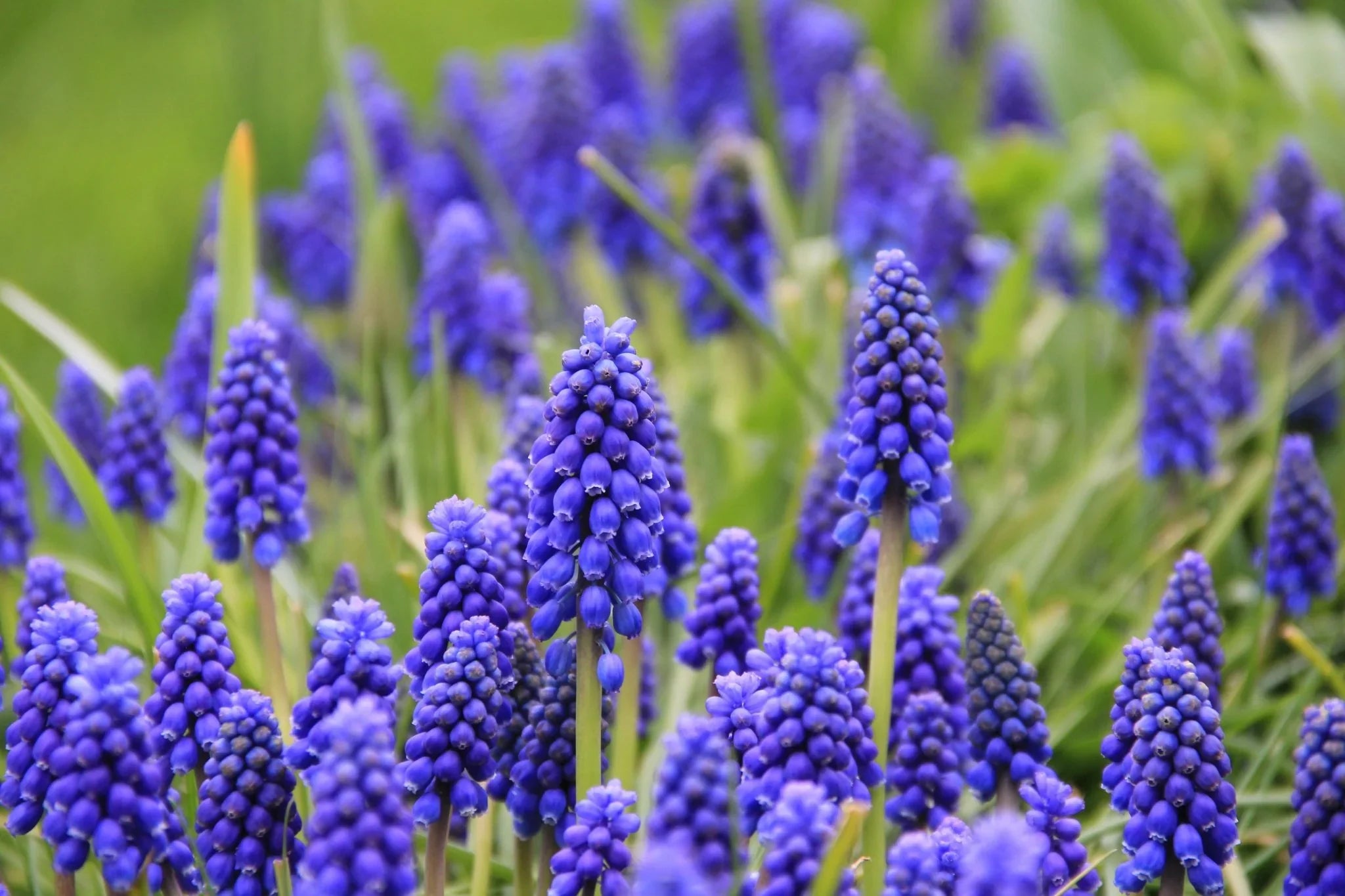 Traubenhyazinthen (muscari)