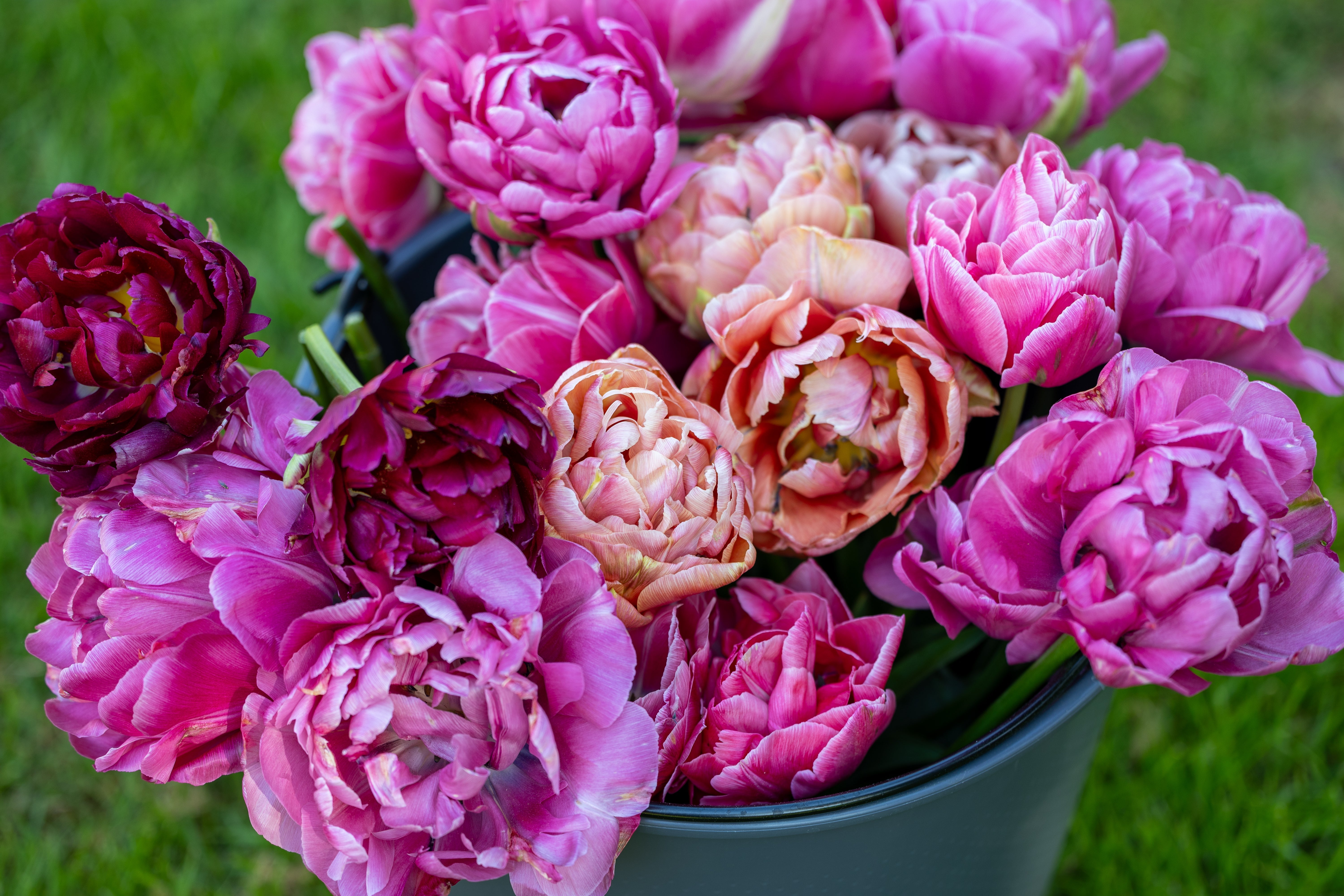 Bestseller Blumenzwiebeln - Bloomenwelt