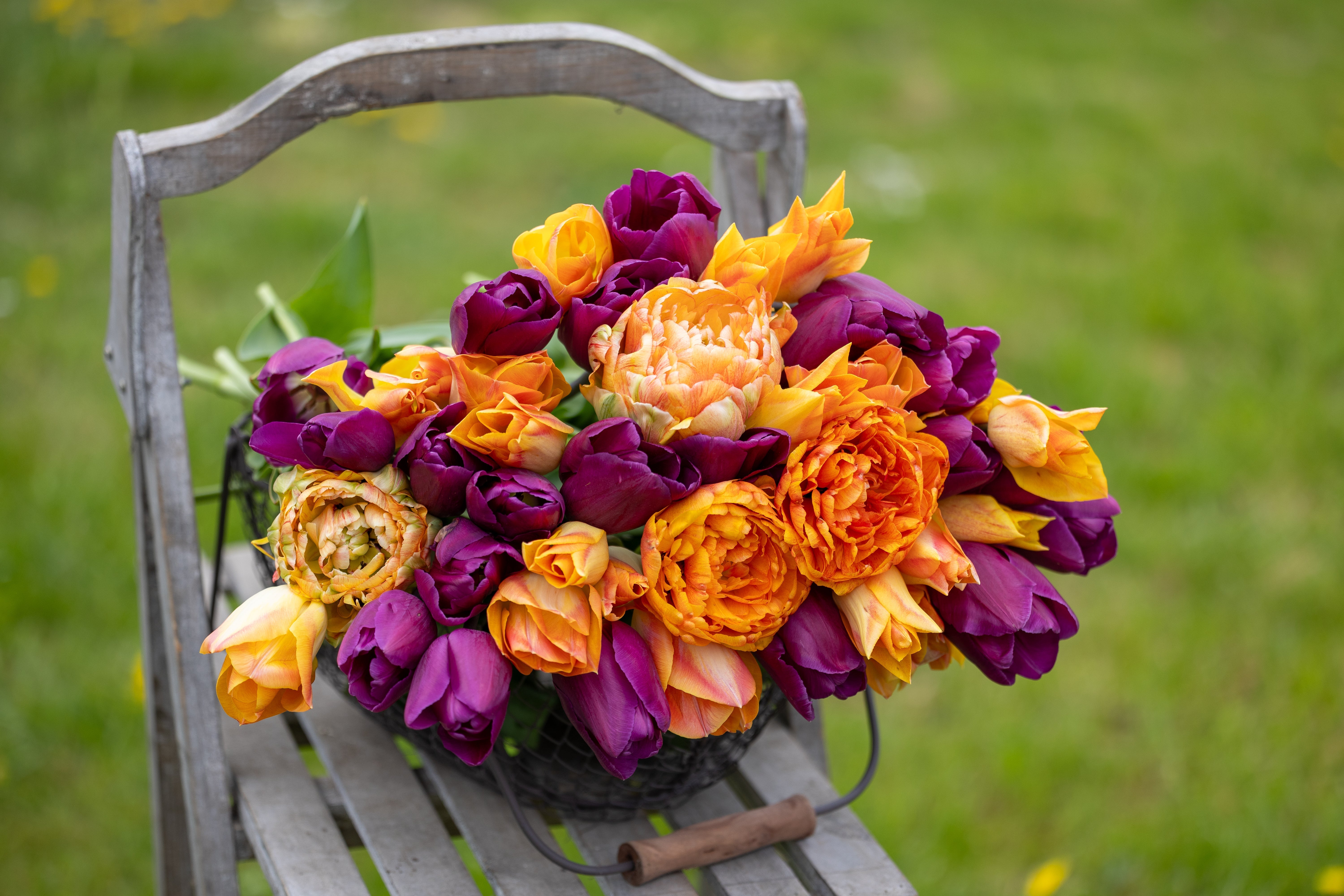 Bestseller Tulpen - Bloomenwelt
