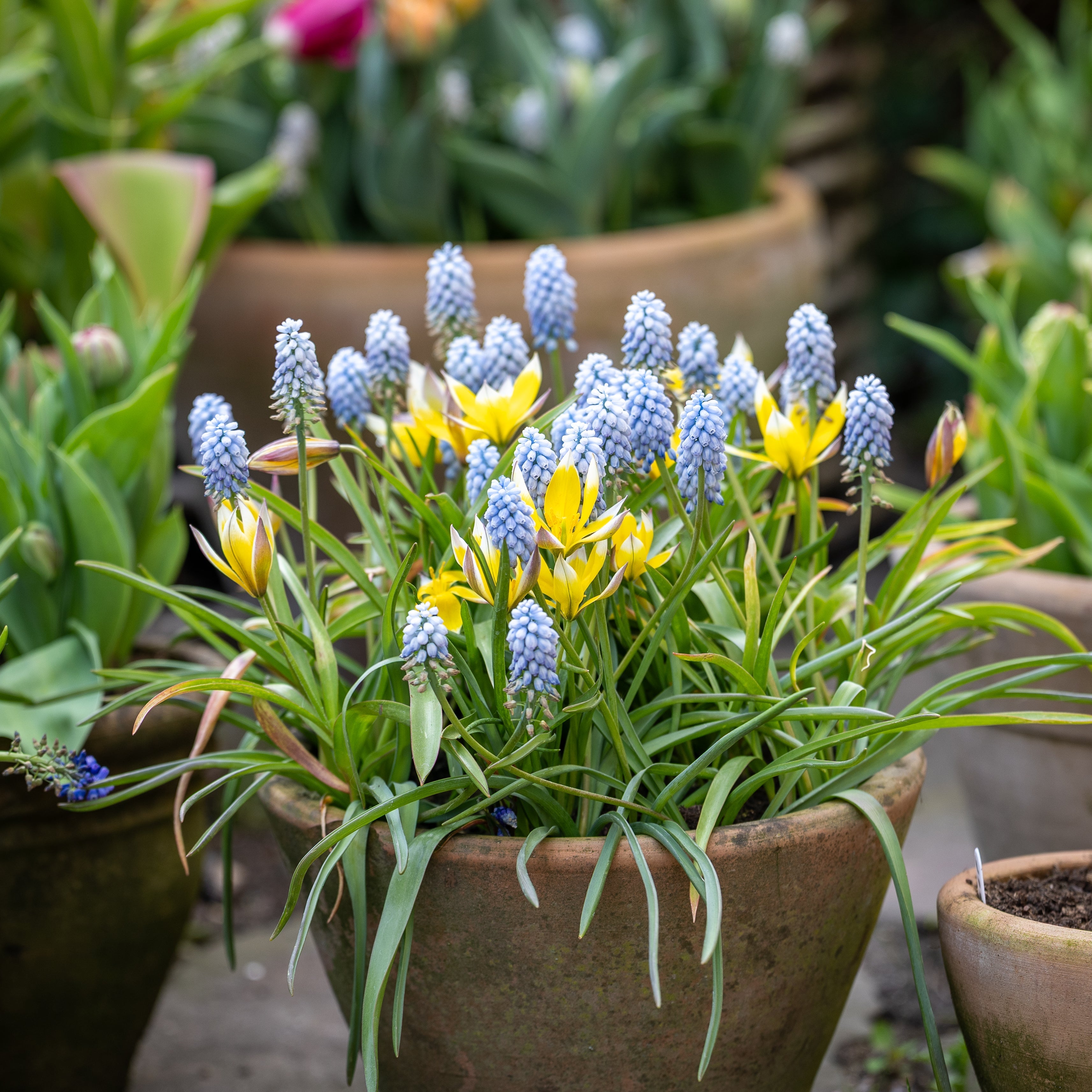 Botanische Tulpen - Bloomenwelt
