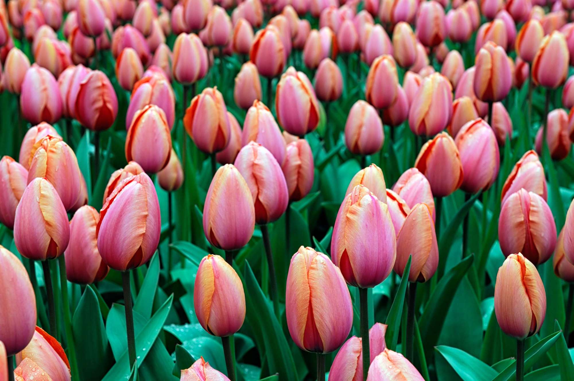 Darwin-Tulpen - Bloomenwelt