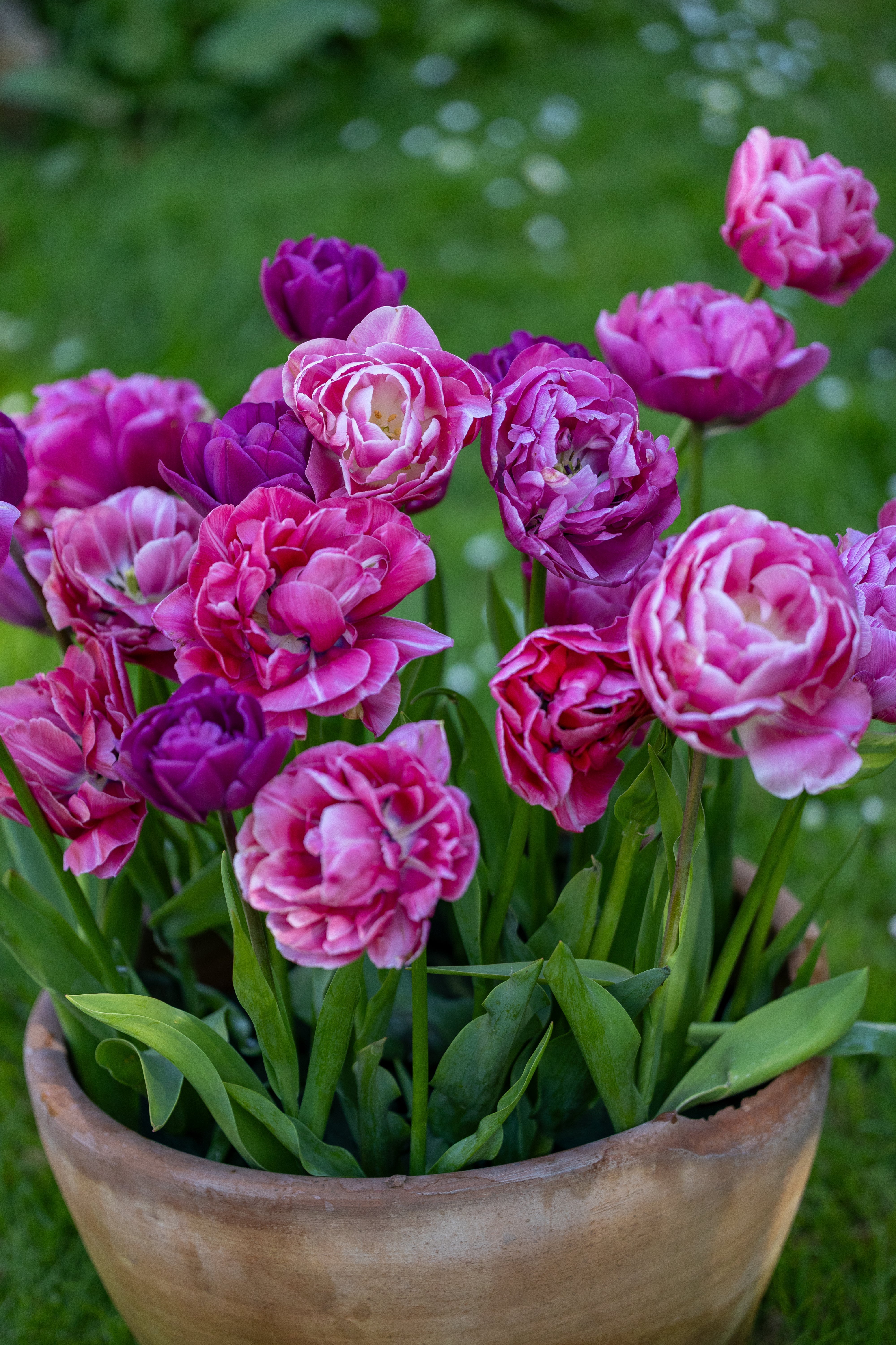 Doppeltulpen - Bloomenwelt