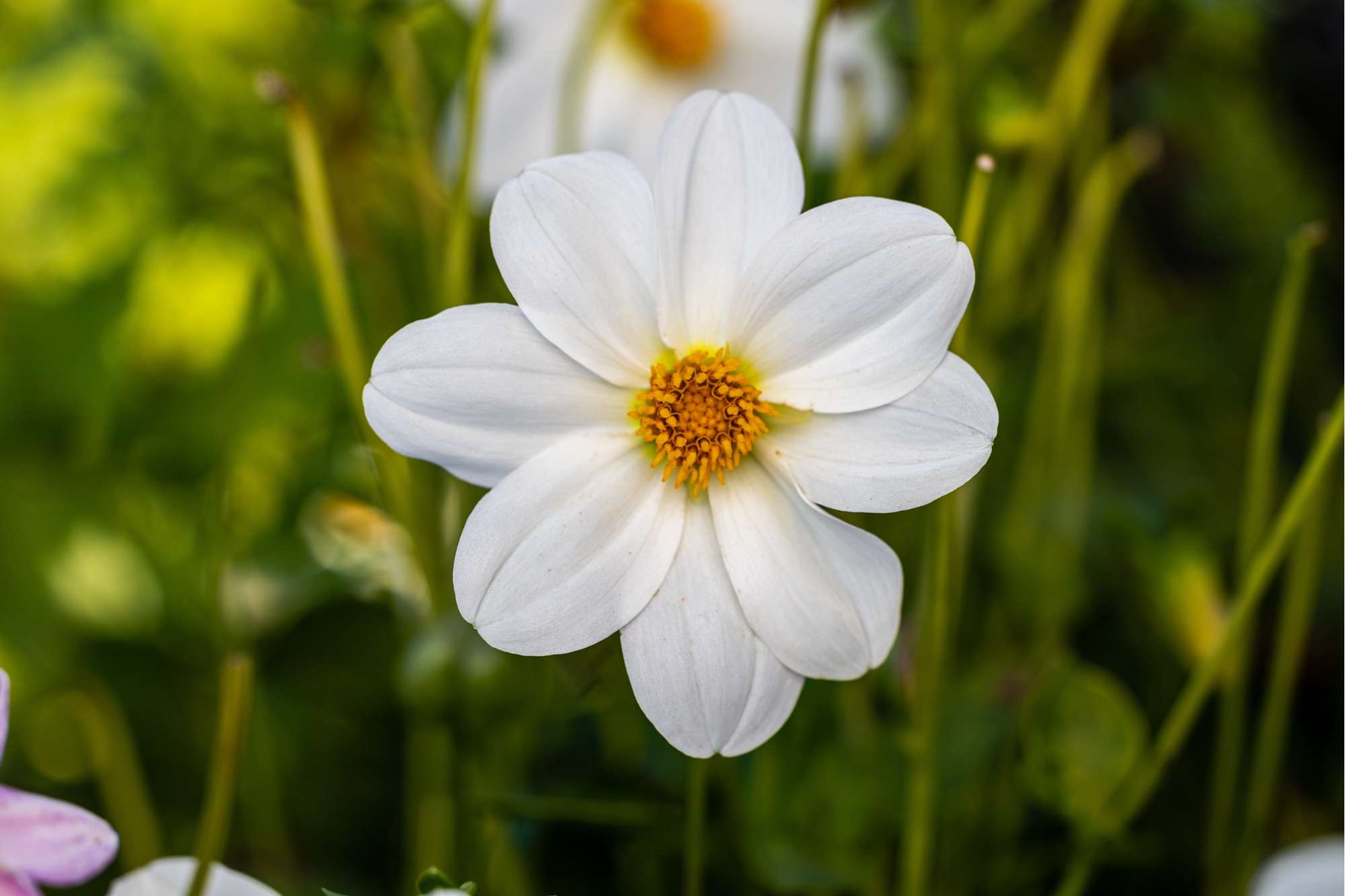 Einfachblühende Dahlie - Bloomenwelt