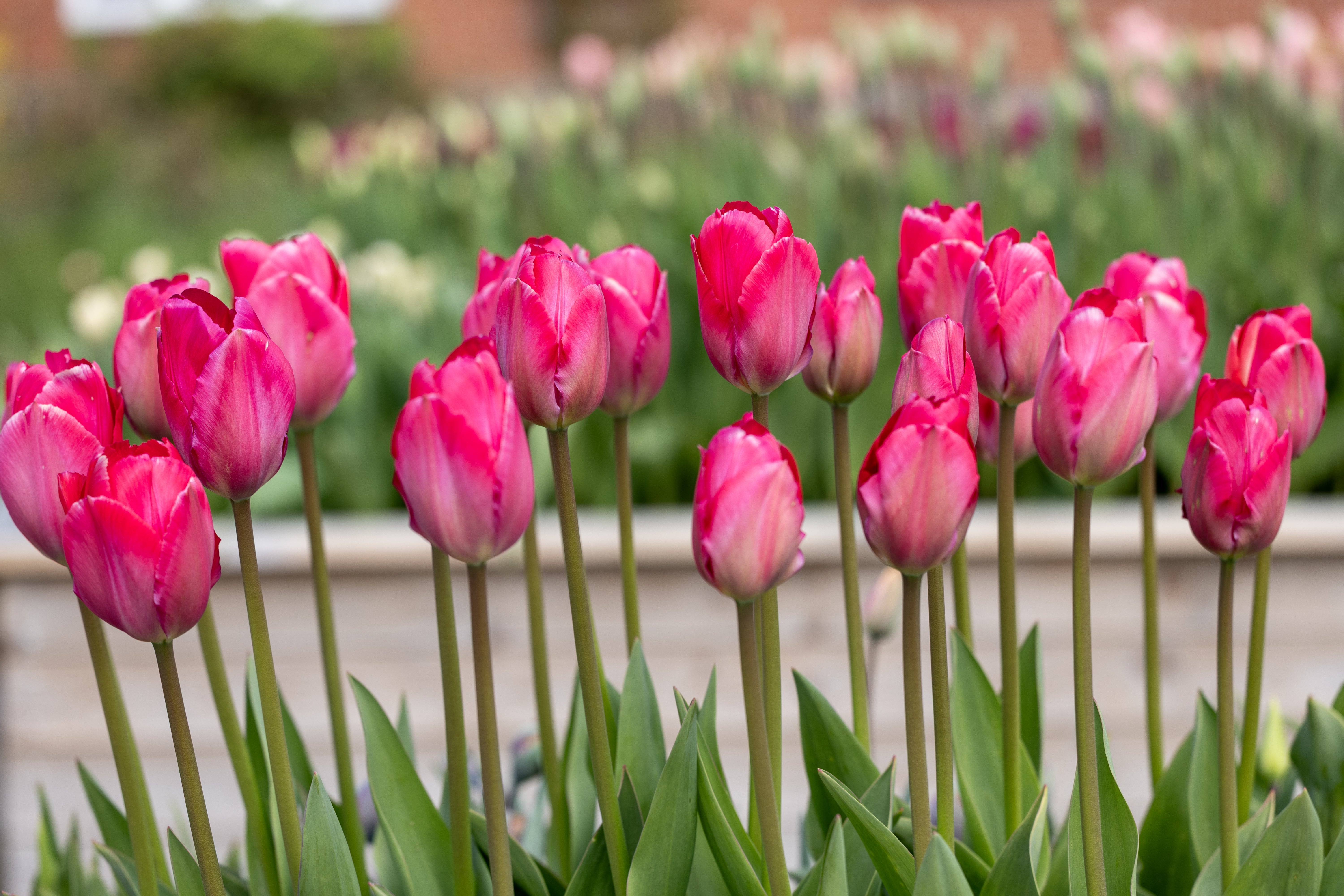 Einfache Tulpen - Bloomenwelt