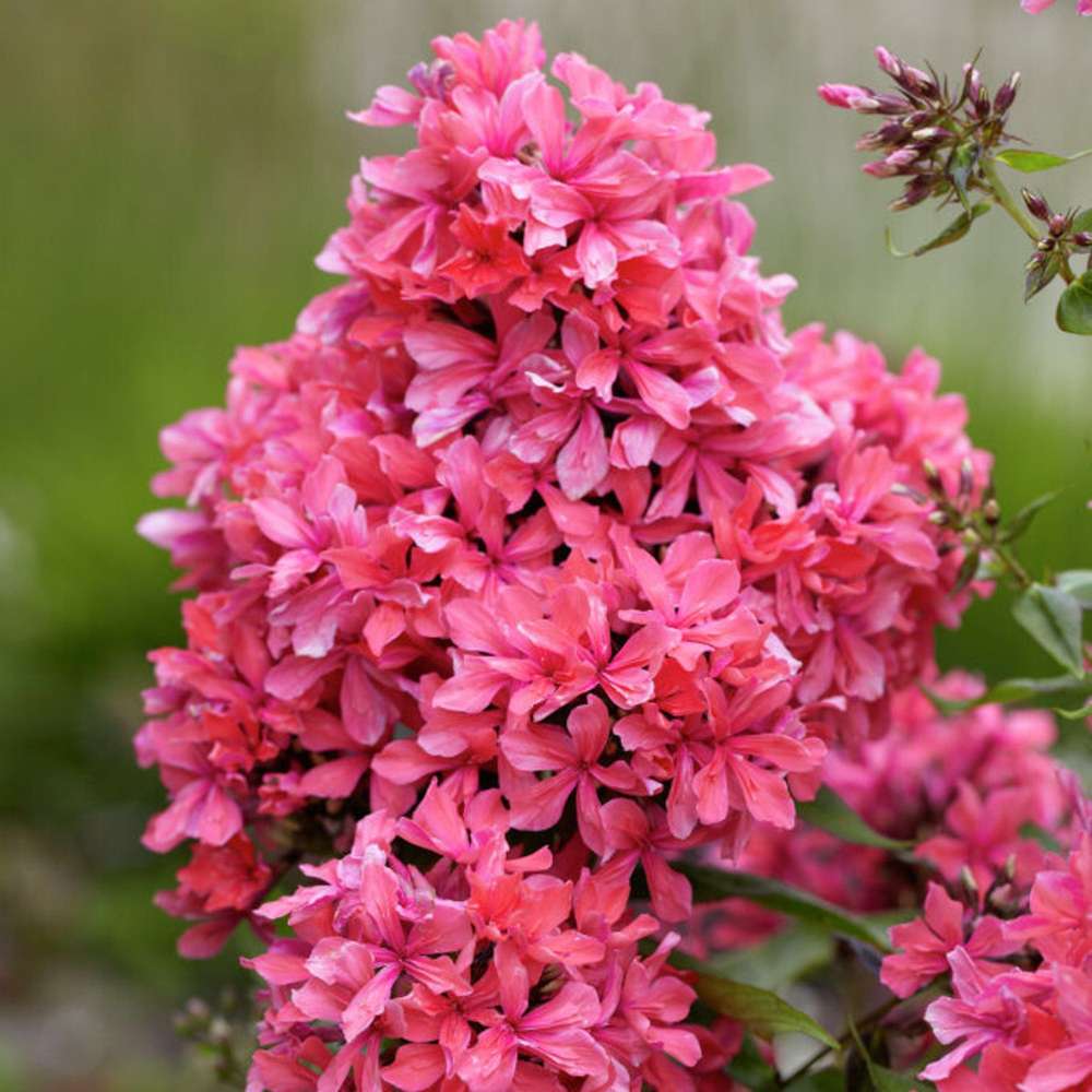 Phlox