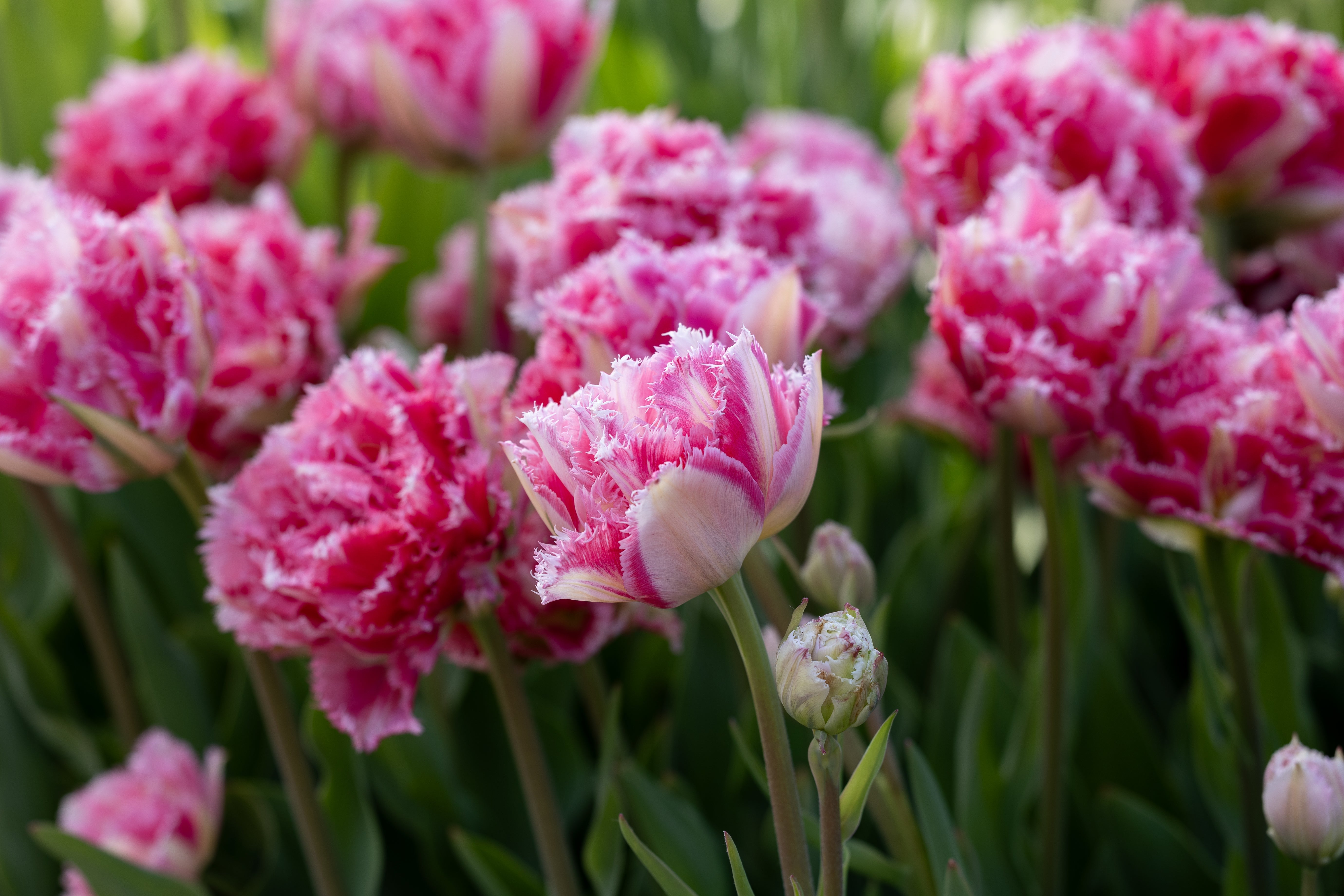 Gefranste Tulpen - Bloomenwelt