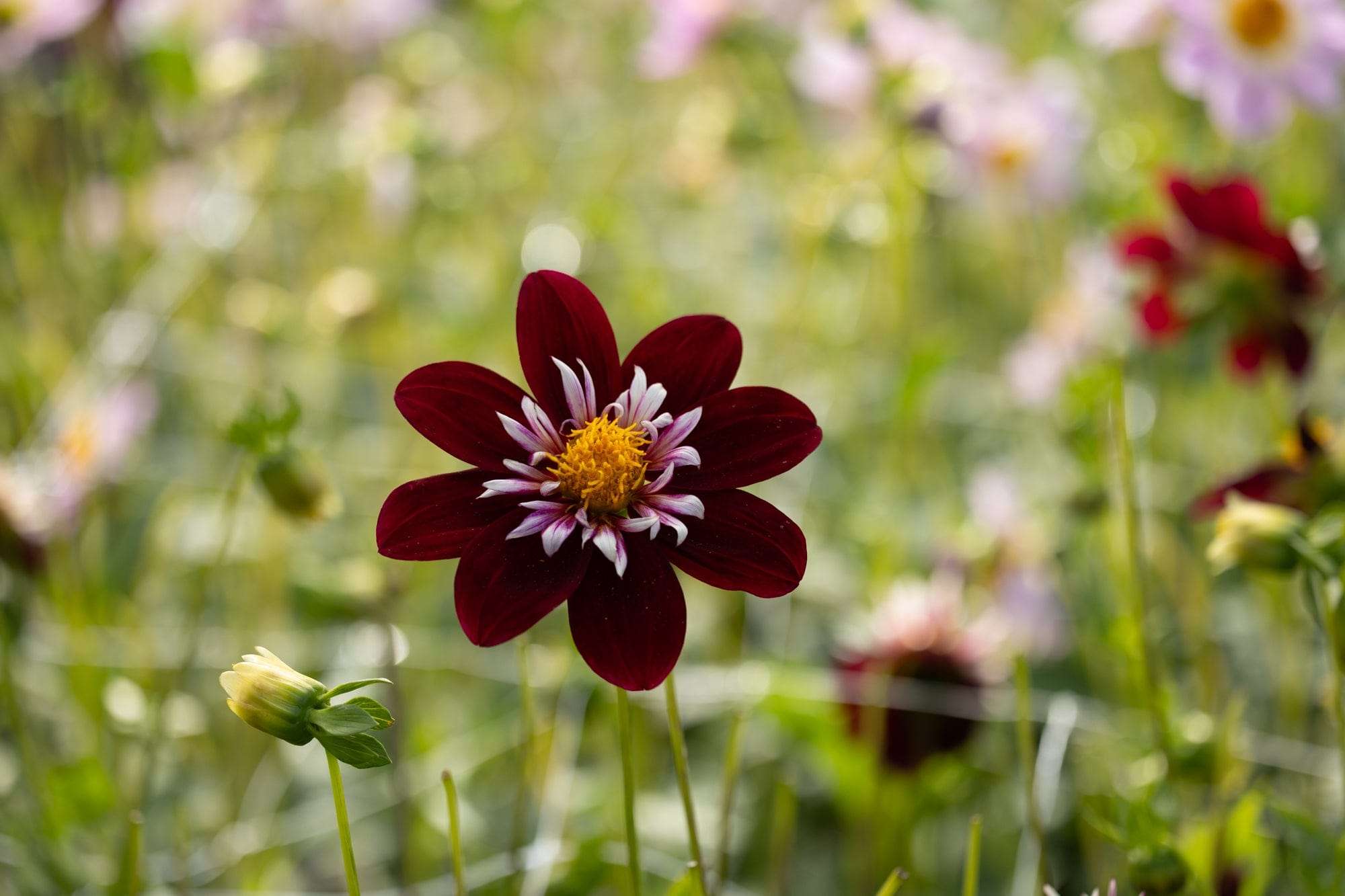 Halskrausen-Dahlie - Bloomenwelt