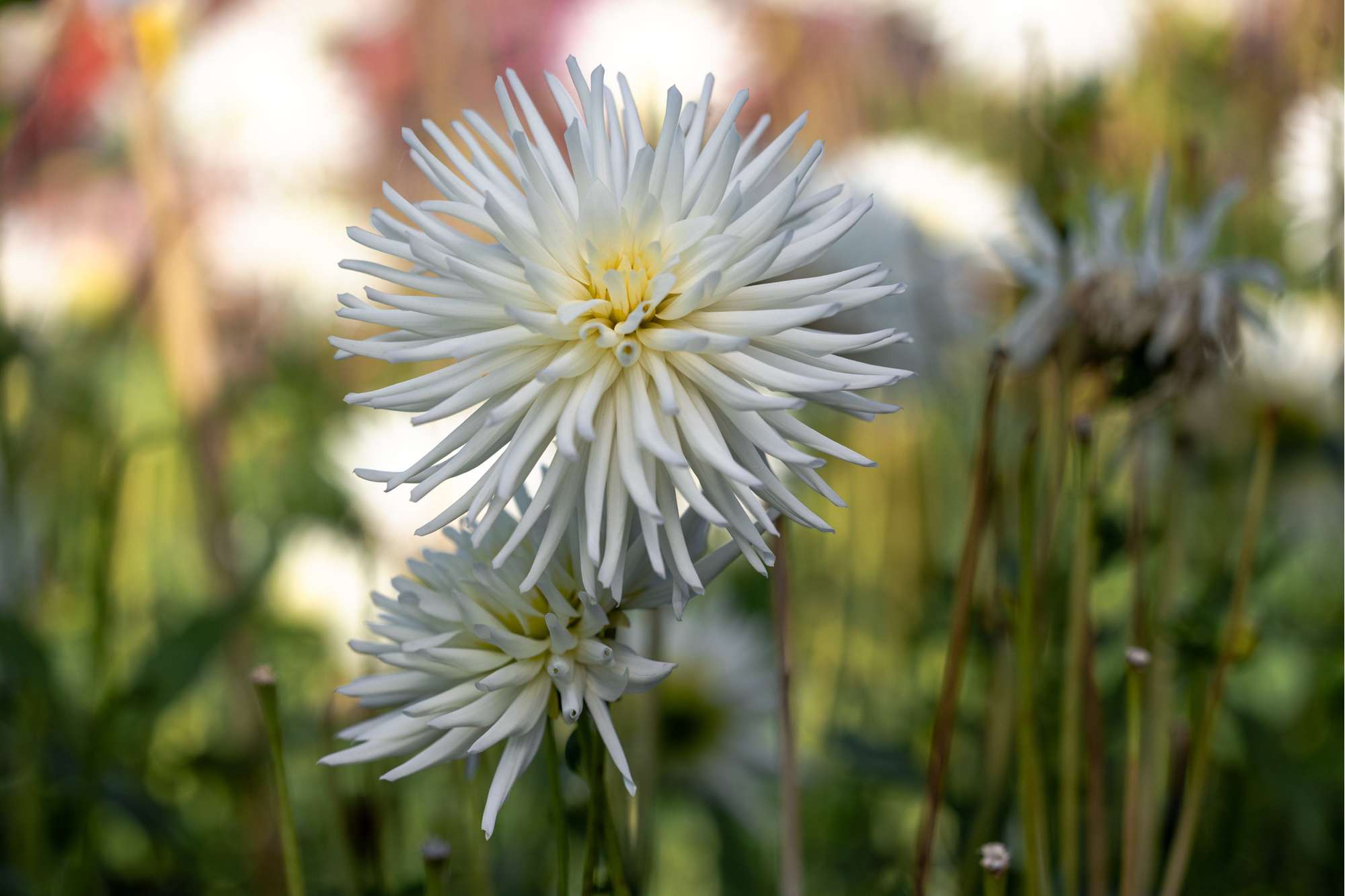 Kaktus-Dahlie - Bloomenwelt