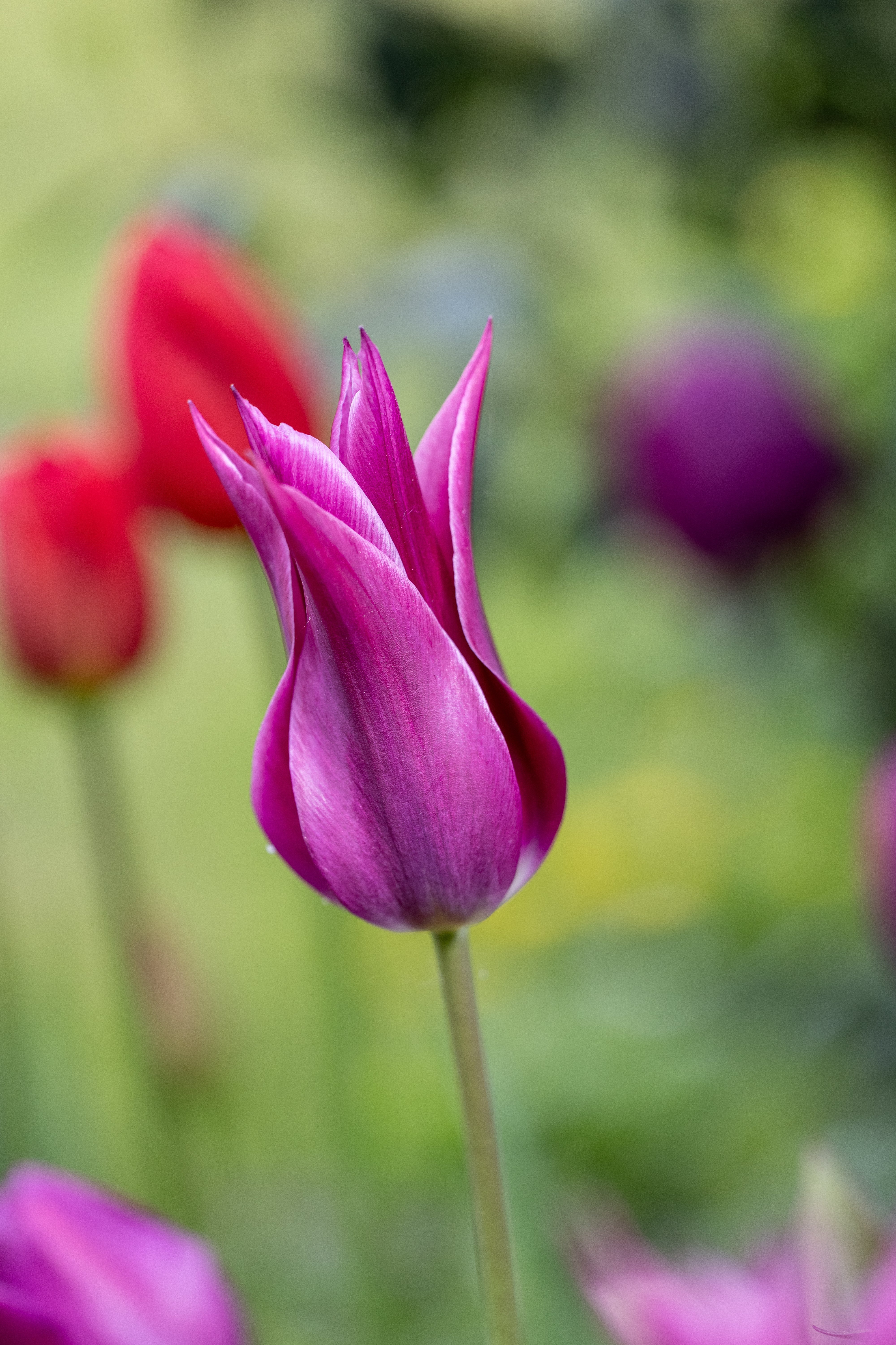 Lilienblütige Tulpen - Bloomenwelt