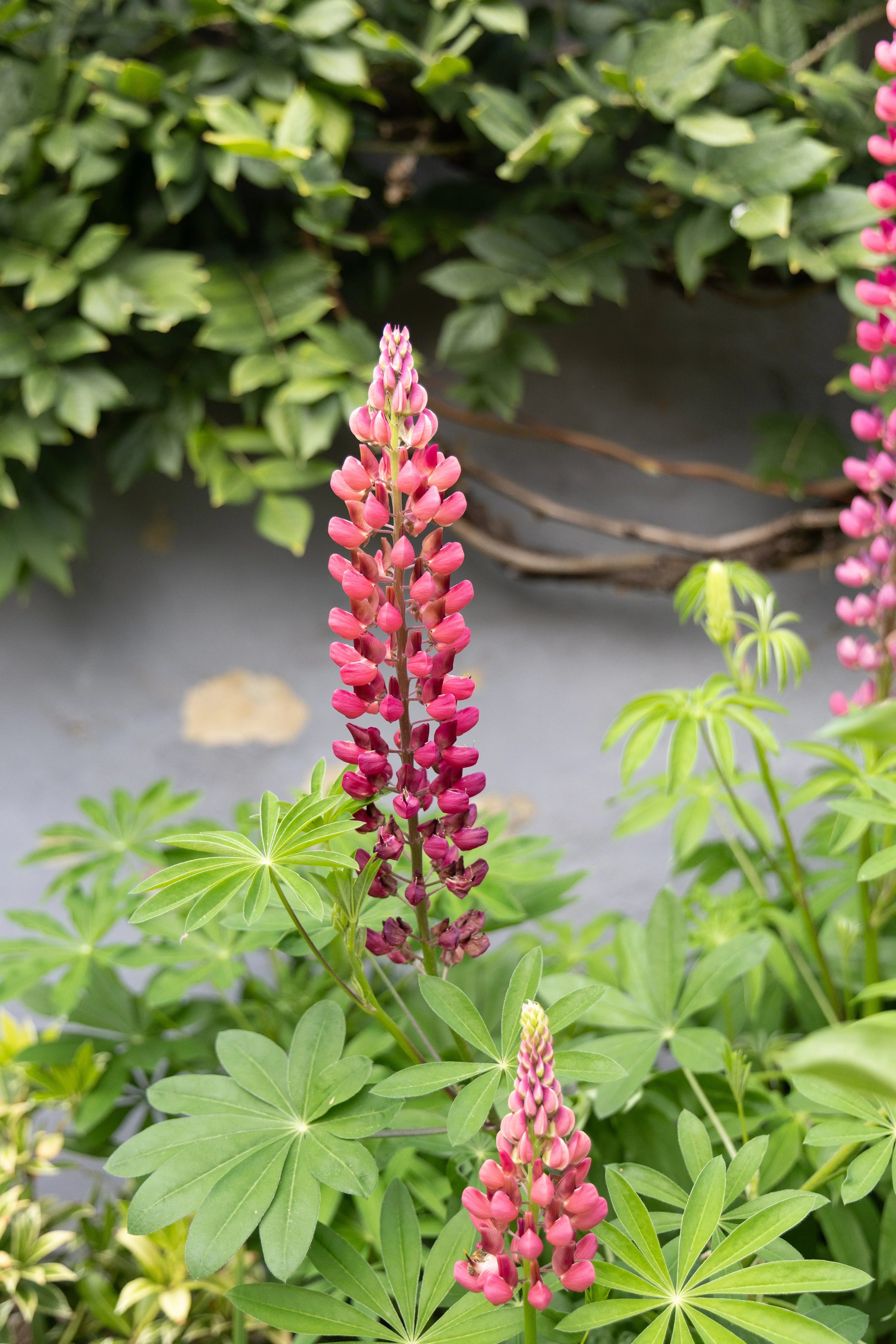 Lupine