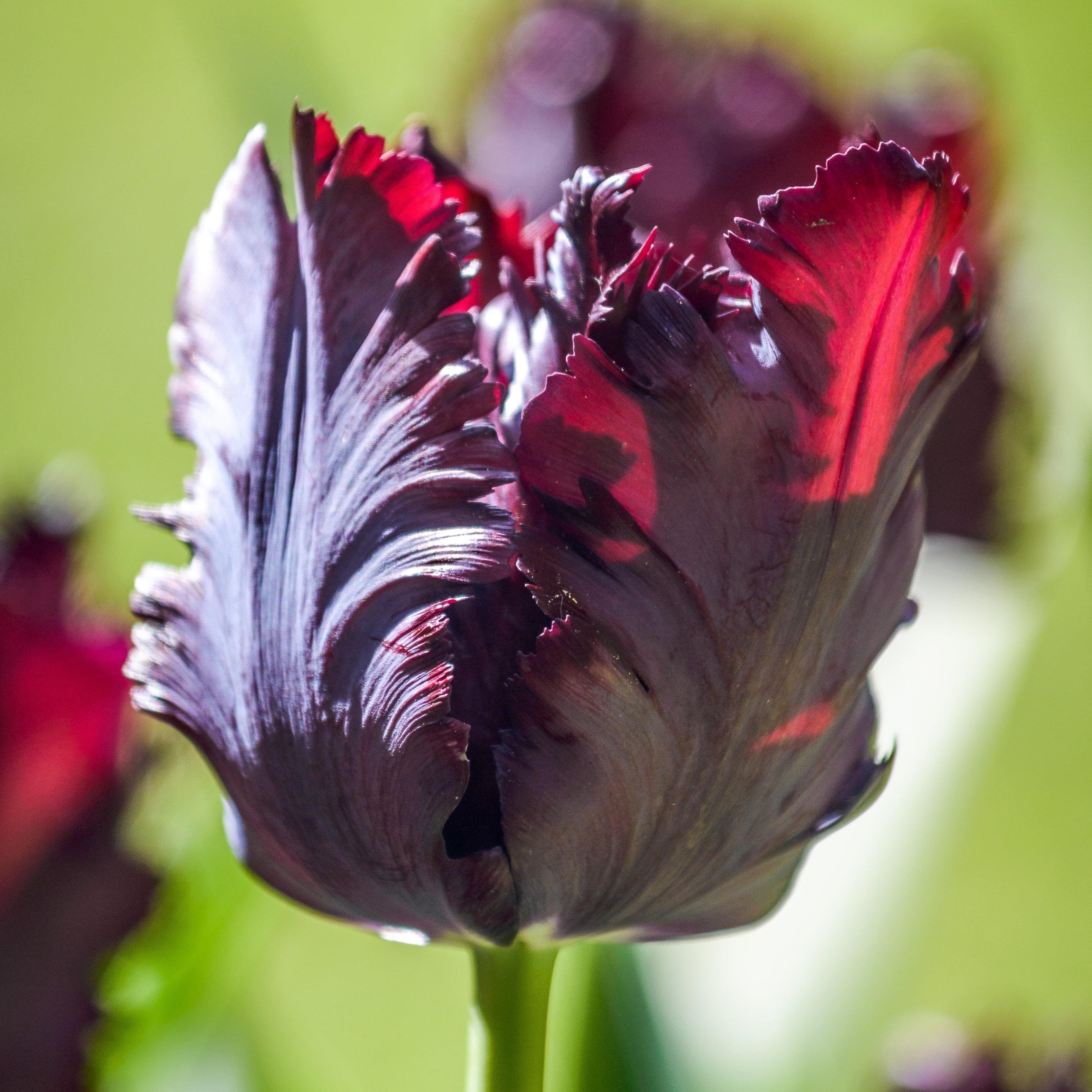 Papageien-Tulpen - Bloomenwelt