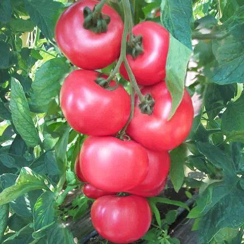 Tomaten