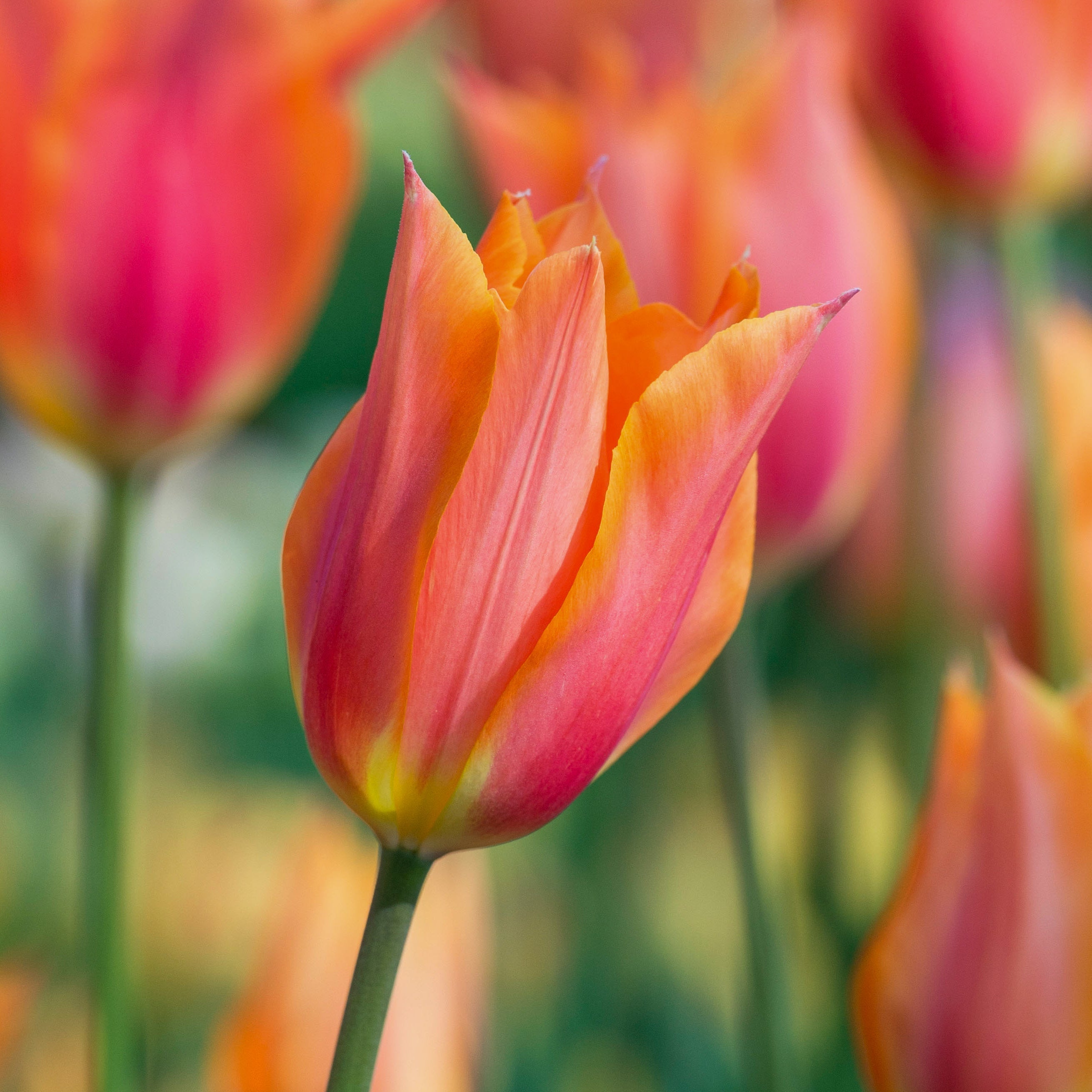 Triumph-Tulpen - Bloomenwelt